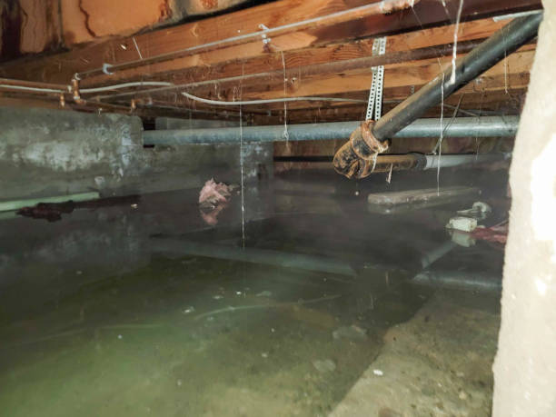 Best Flood damage cleanup  in Loch Lomond, VA